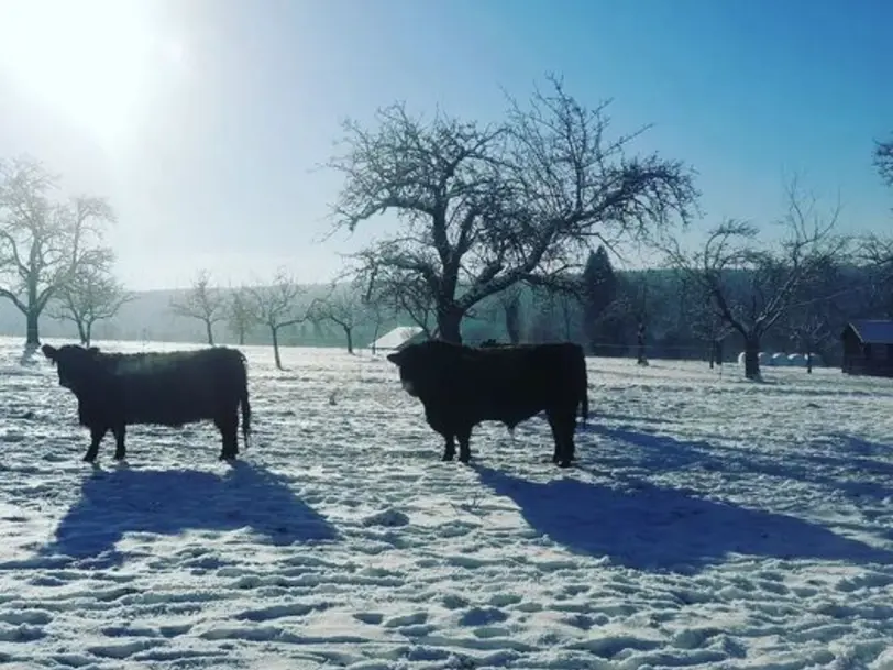 Galloways vom Teinachtal in Neuweiler